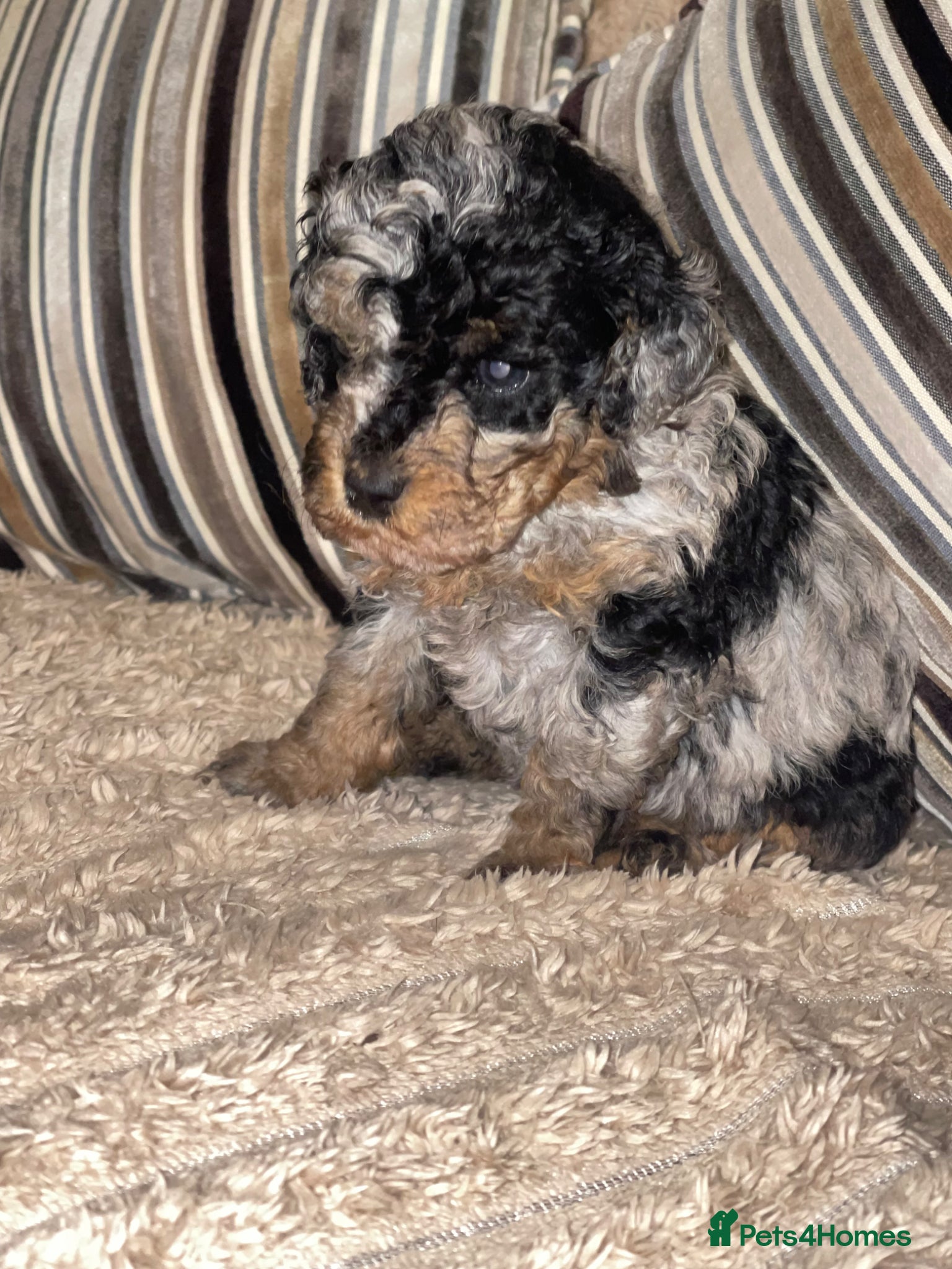 Cockapoo dogs Cockapoo puppies  - Advert 2