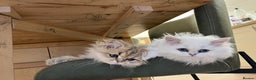 British Longhair cats for sale: Stunning British Longhair Kittens - Goldy & Snowy! - Advert 16