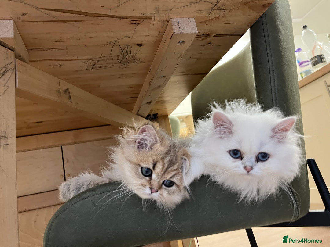 British Longhair cats for sale: Stunning British Longhair Kittens - Goldy & Snowy! - Advert 16