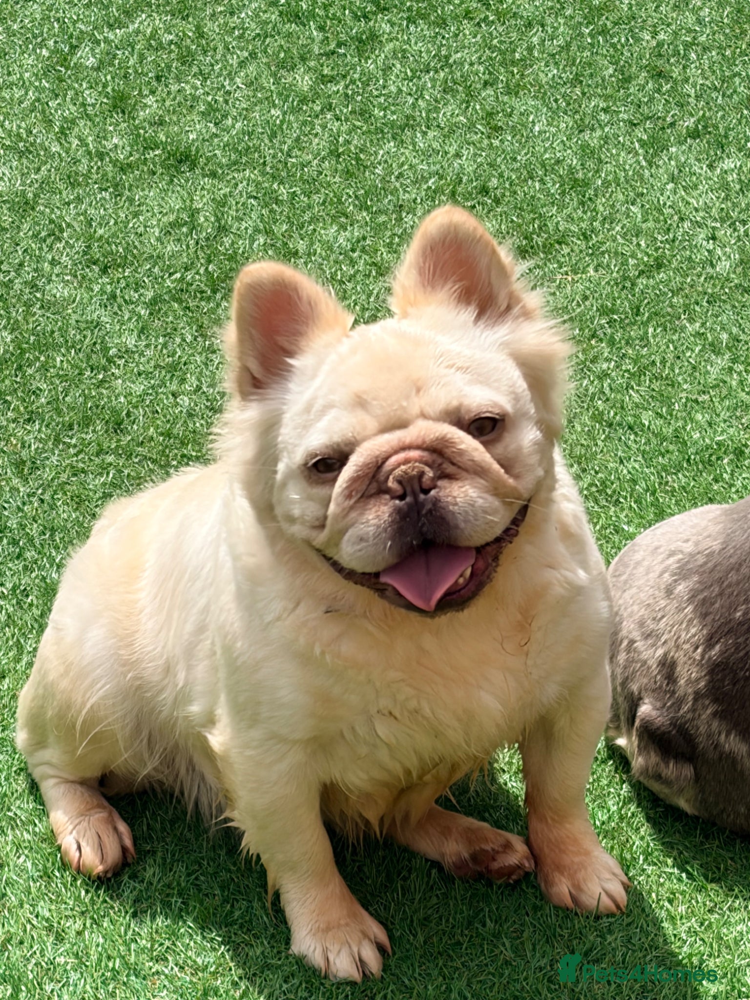 French Bulldog dogs for sale: Adult french bulldogs - Advert 4