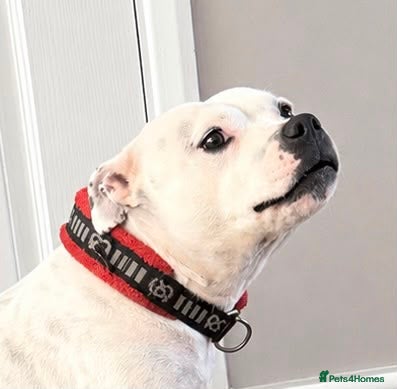 Staffordshire Bull Terrier dogs Staffordshire bull terrier bitch - Advert 13