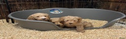 Labradoodle dogs for sale: Miniature Labradoodle Puppies ready 22/11/25 - Advert 8