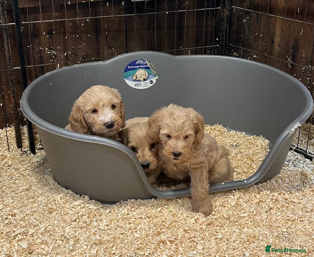 Labradoodle dogs for sale: Miniature Labradoodle Puppies ready 22/11/25 - Advert 8