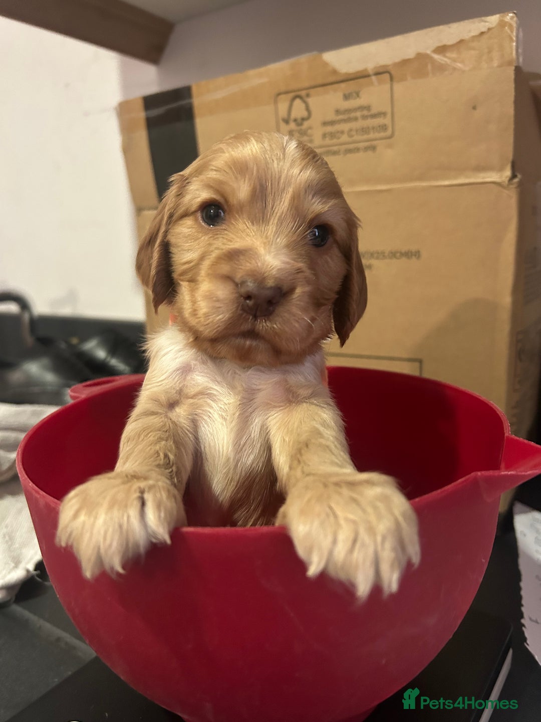 Cocker Spaniel dogs for sale: Show Cocker Spaniel - Advert 22