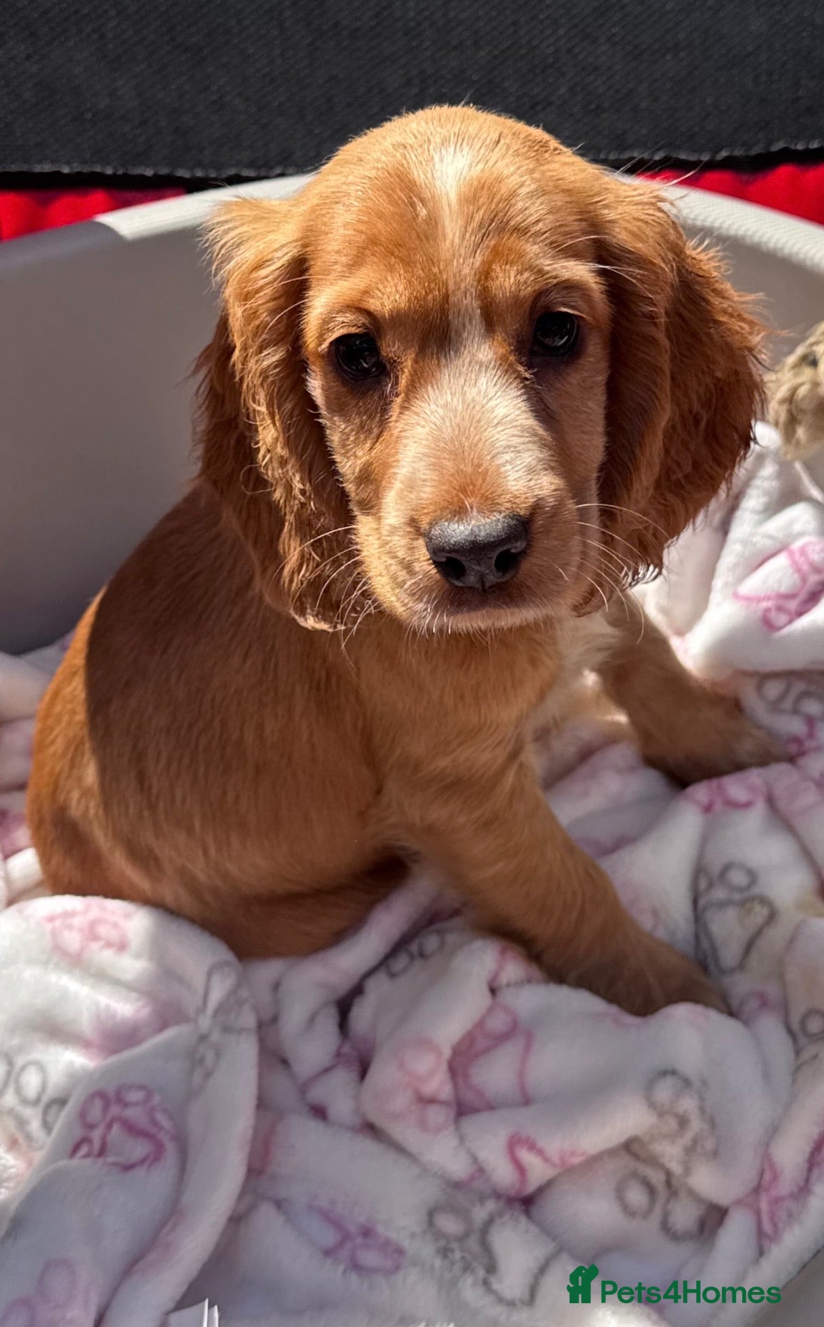 Cocker Spaniel dogs Ready to leave Beautiful show type cocker puppy’s  - Advert 1