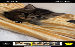 Mixed Breed cats for sale: Mixed breed Kittens for sale  - Image 3