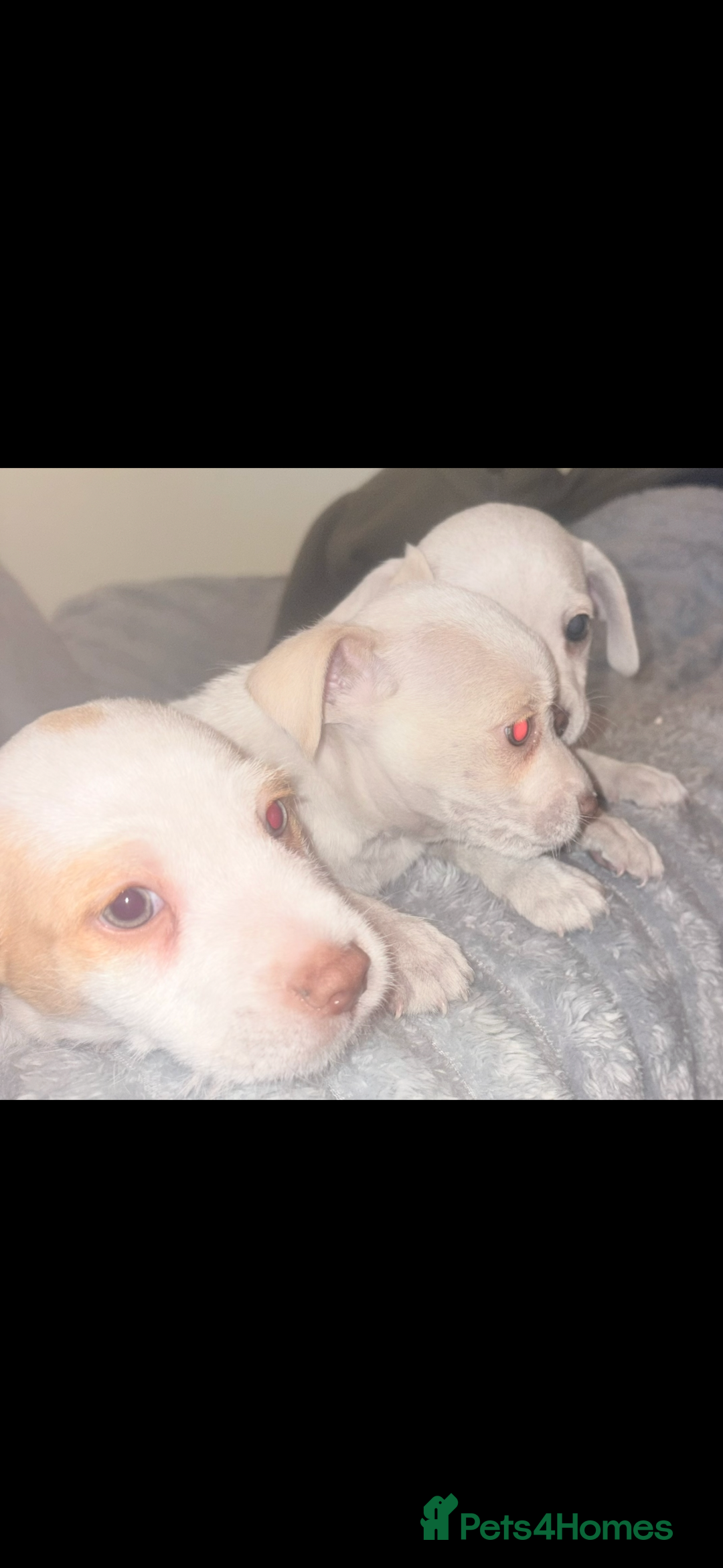 Jack Russell dogs for sale: Jack Russell puppy’s  - Advert 8