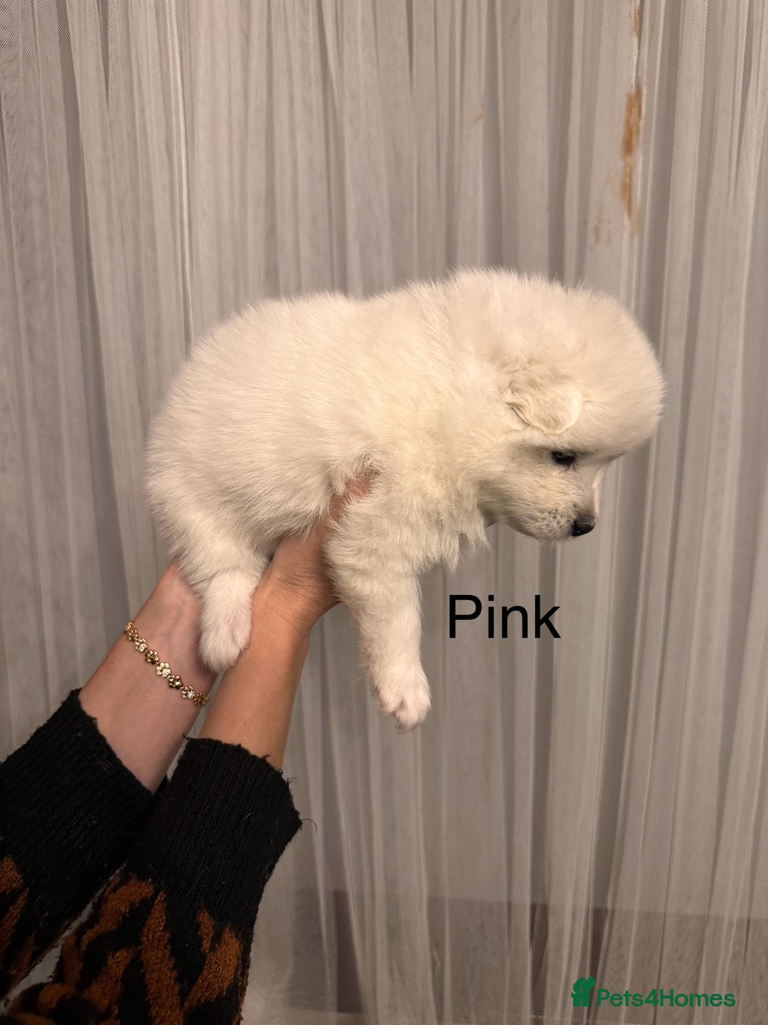 Samoyed dogs for sale: Samoyed Puppies — Ready to Reserve Now! - Image 32