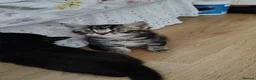 Mixed Breed cats for sale: Beautiful Domestic Shorthair Kittens Ready Soon - Advert 6