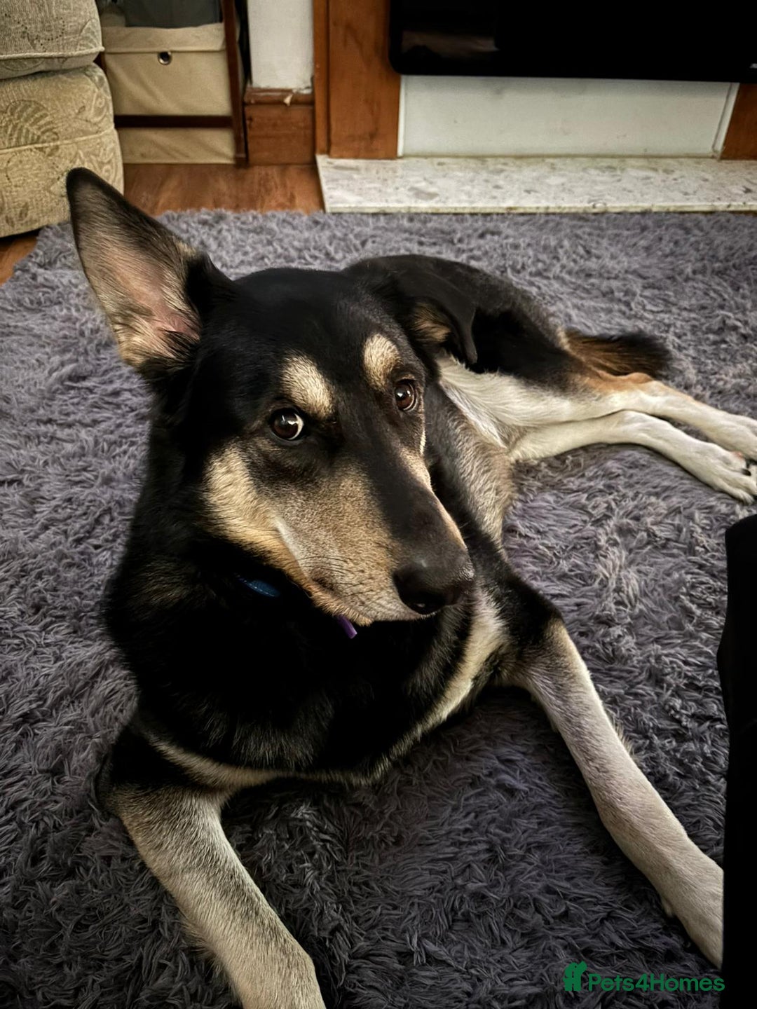 Mixed Breed dogs for adoption: Meet BENJI2 - a Lovely young Boy for a Loving Home - Image 4