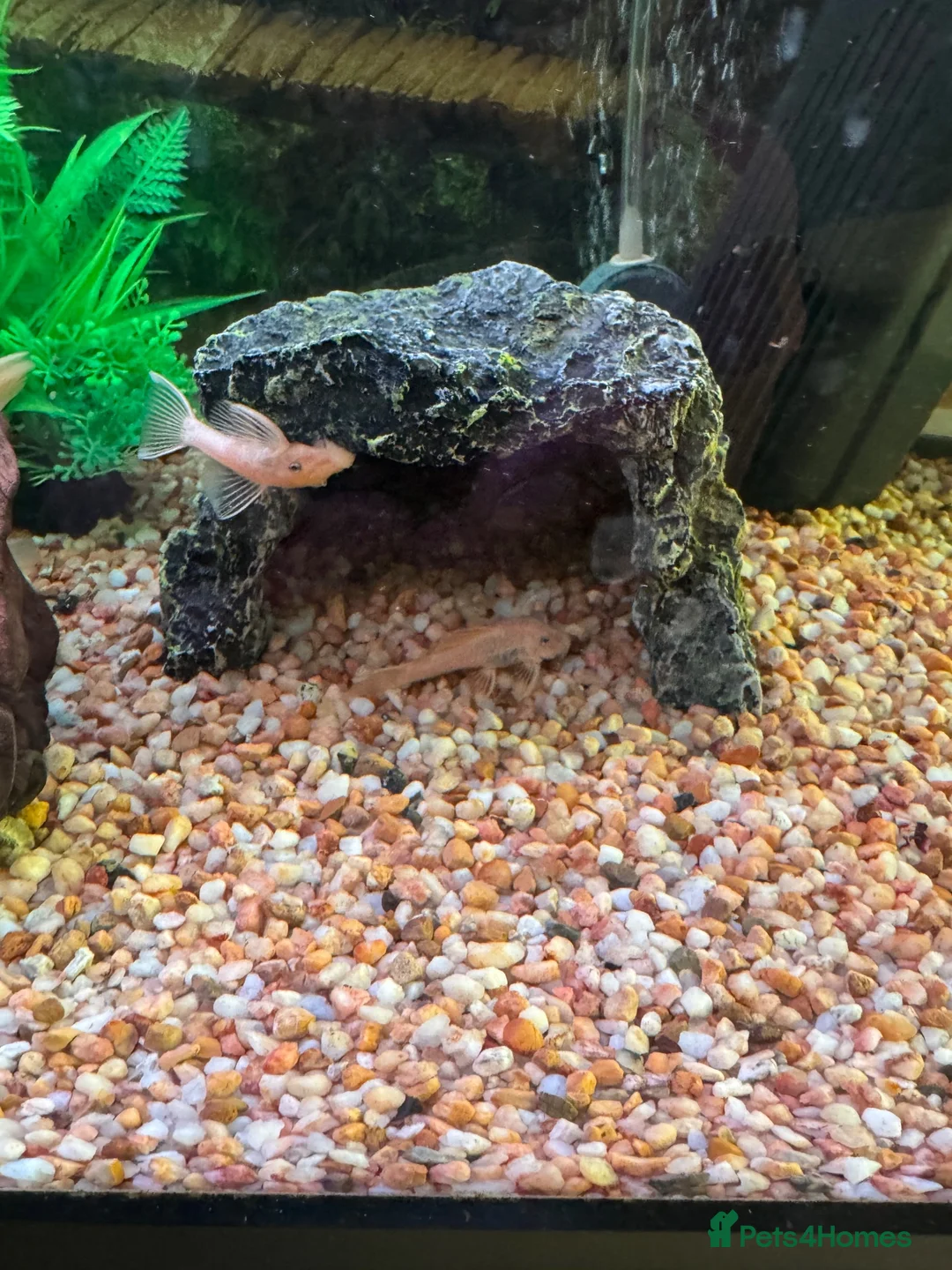 Plecos fish for sale: Plecos for sale  in Clacton-on-Sea - Advert 5
