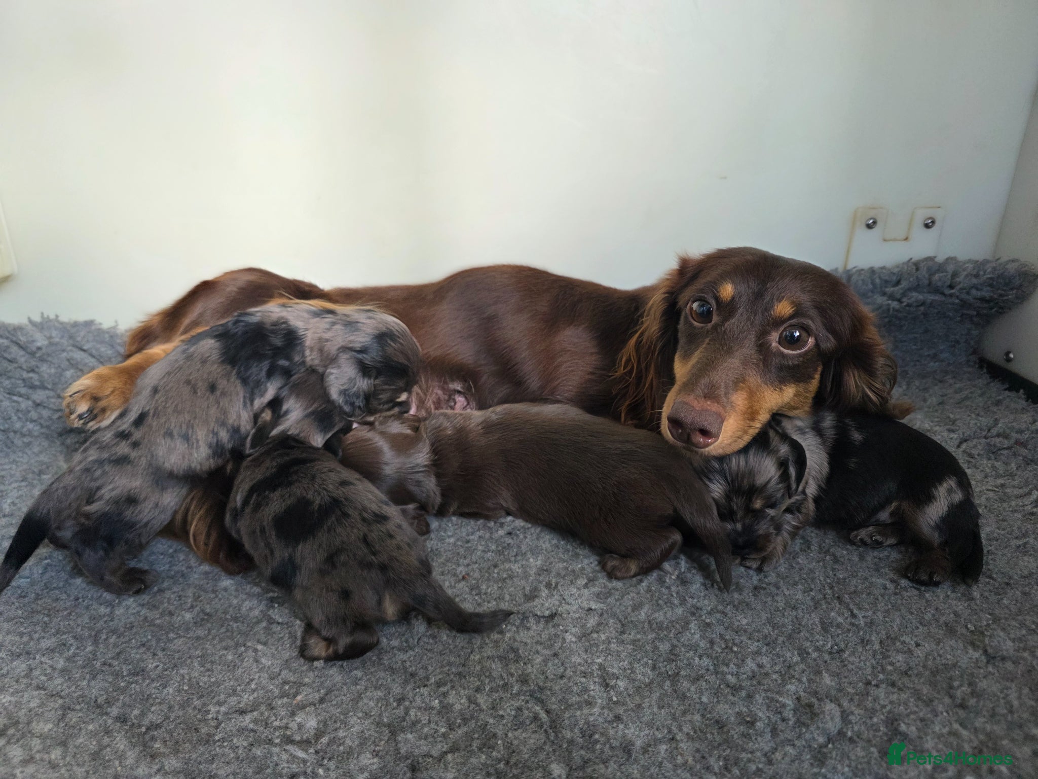 Miniature Dachshund dogs Stunning KC Long hair daxi. 5* breeders  - Advert 2