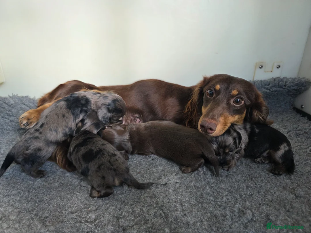 Miniature Dachshund dogs for sale: Stunning KC Long hair daxi. 5* breeders  - Advert 2