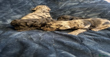 Labradoodle dogs - Advert 8