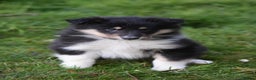 Rough Collie dogs for sale: Kc registered rough collie puppies  - Advert 12