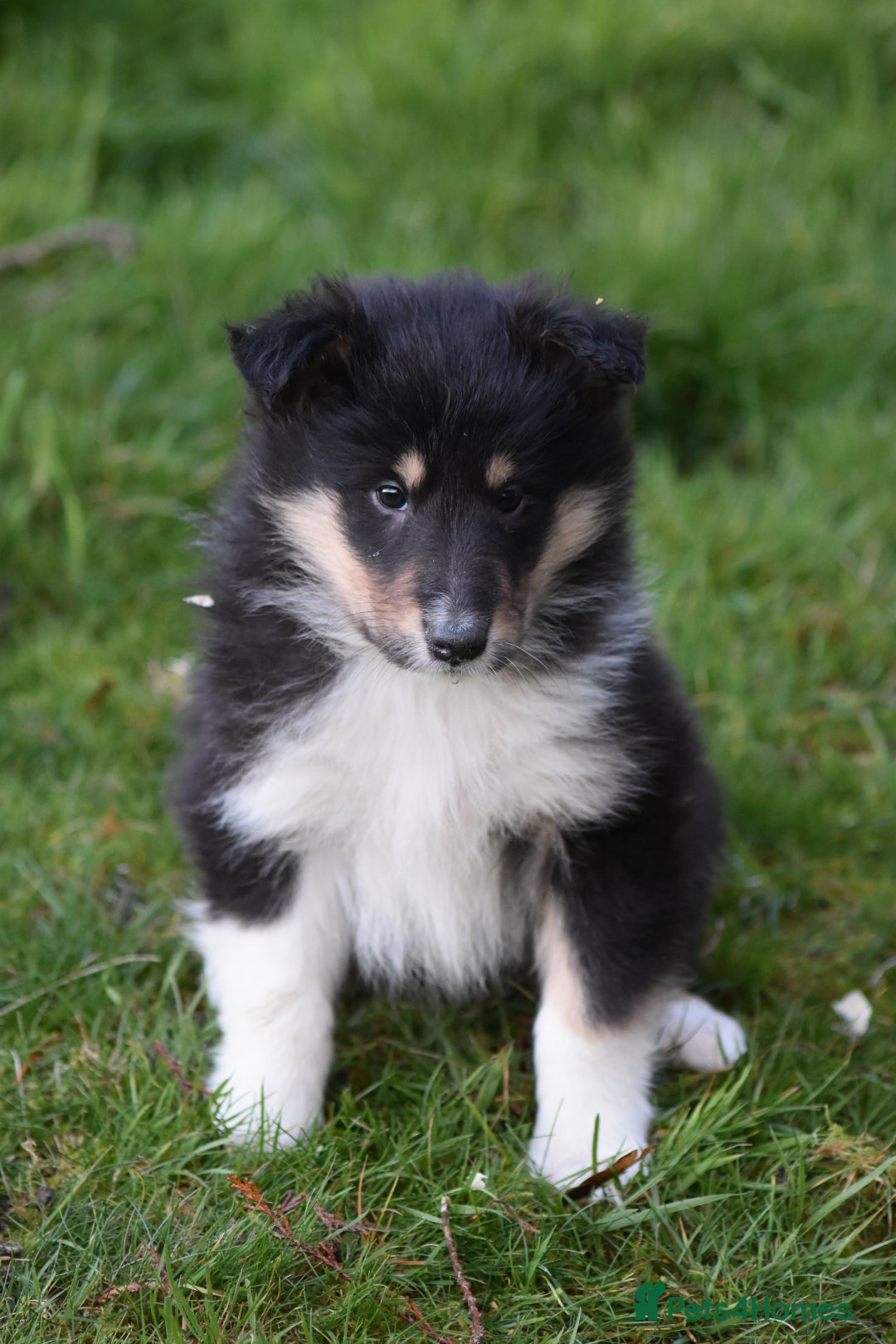Rough Collie dogs for sale: Kc registered rough collie puppies  - Advert 12