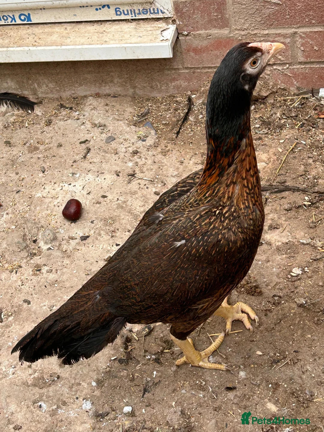 Chickens poultry for sale: Aseel & shamos  - Advert 1