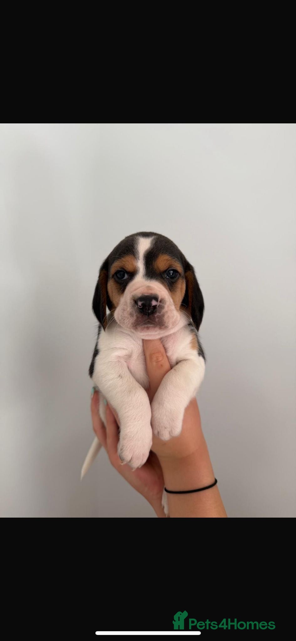 Beagle Puppy 1
