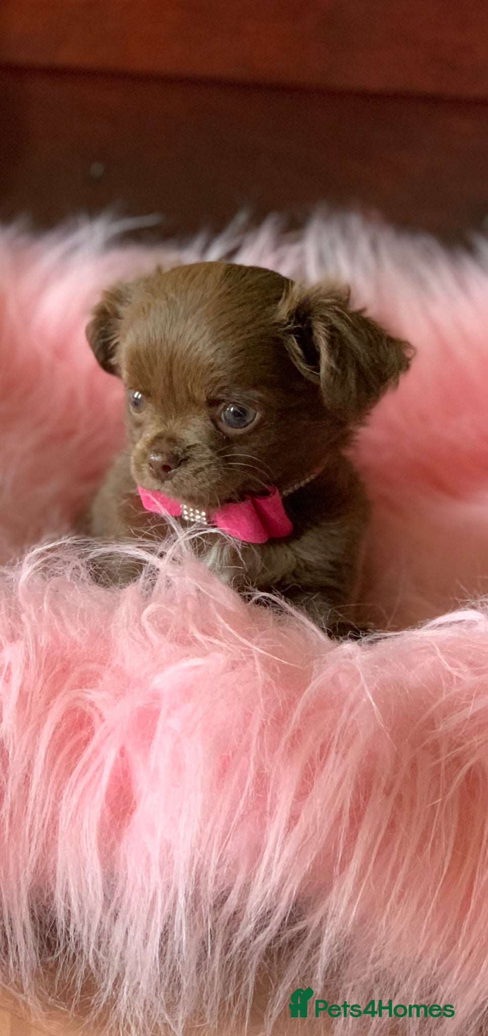 Chihuahua dogs 5* LICENSED KC Gorgeous Chihuahua GIRLS - Advert 4