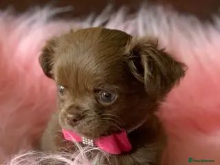 Chihuahua dogs 5* LICENSED KC Gorgeous Chihuahua GIRLS - Advert 4