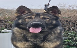 German Shepherd dogs for sale: Superb KC Reg’d German Shepherd - Image 7