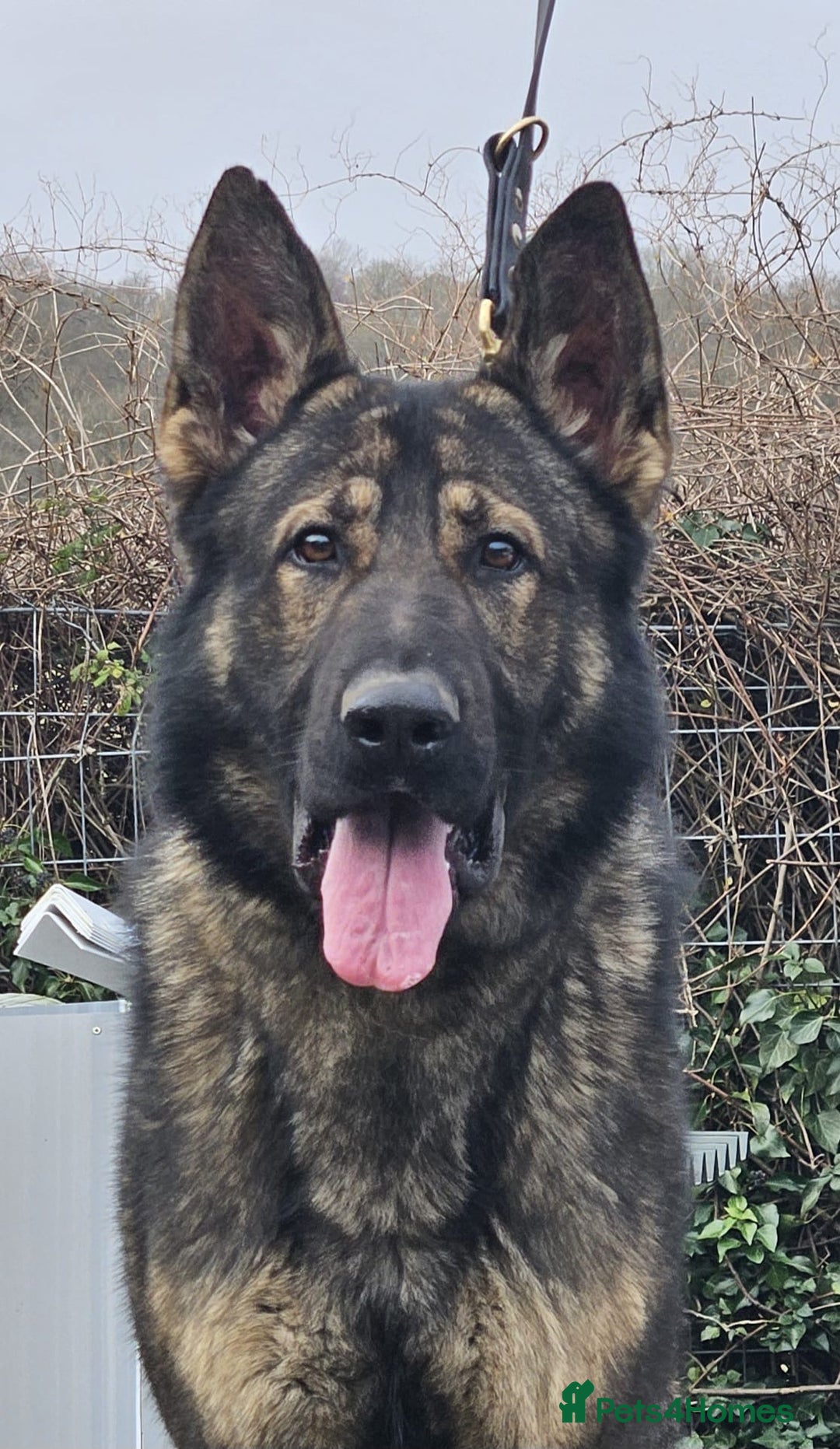 German Shepherd dogs for sale: Superb KC Reg’d German Shepherd - Image 7