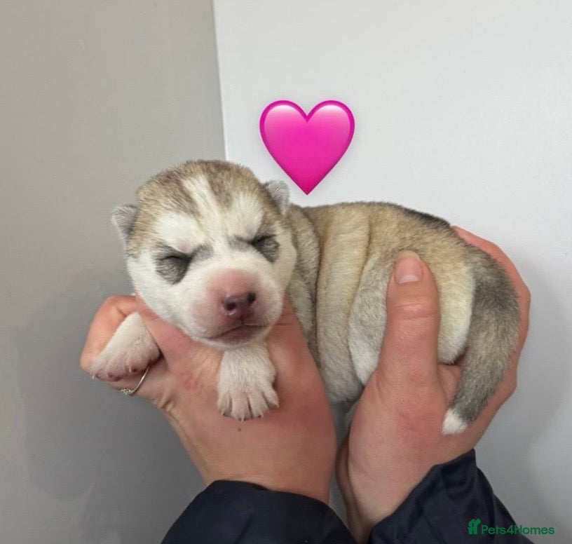 Siberian Husky dogs ✨ Exceptional Pedigree Siberian Husky Puppies ✨ - Advert 6