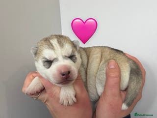 Siberian Husky dogs ✨ Exceptional Pedigree Siberian Husky Puppies ✨ - Advert 6