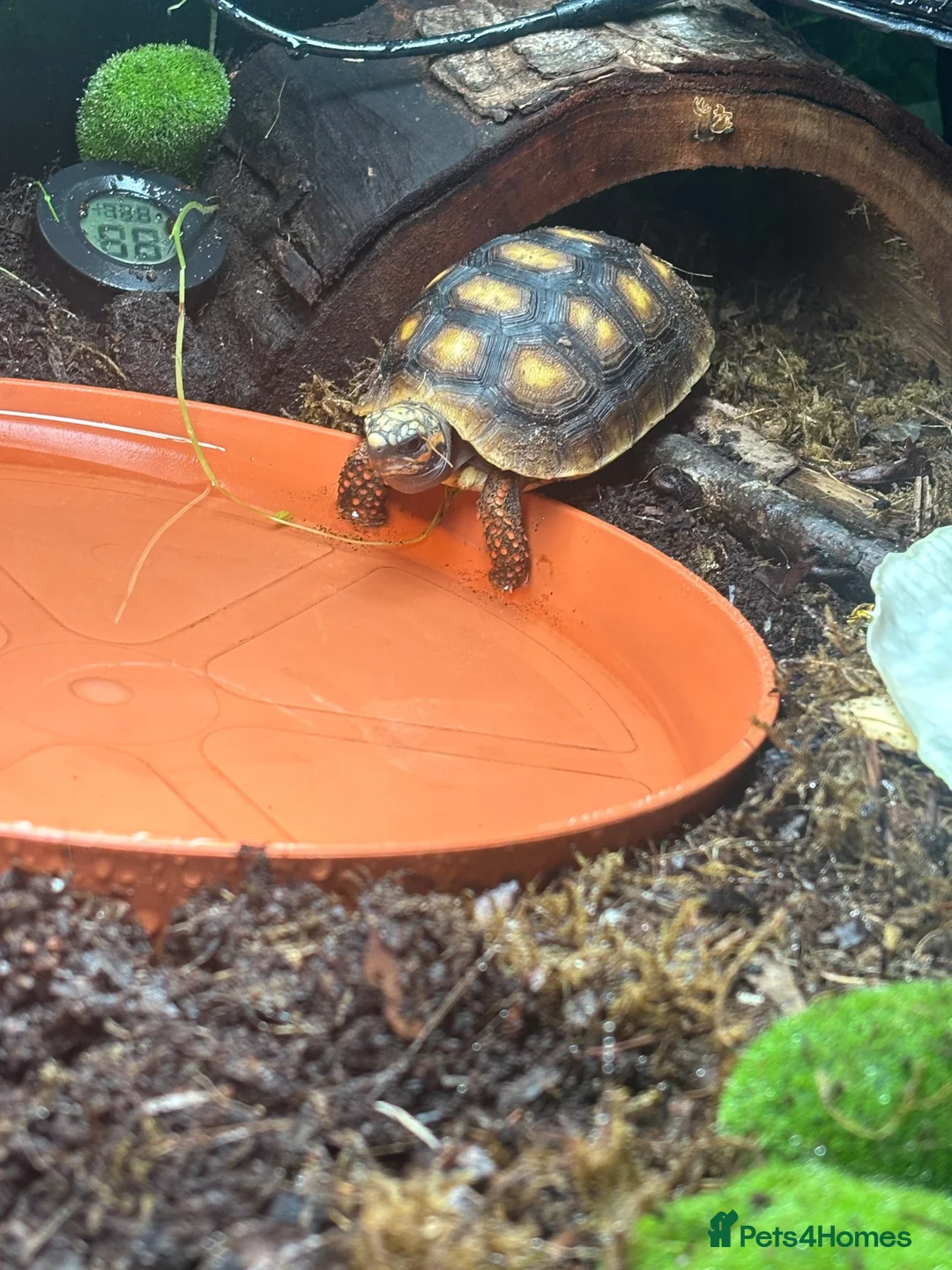 Tortoise reptiles for sale: 1 year old red foot tortoise  in Barnsley - Advert 4
