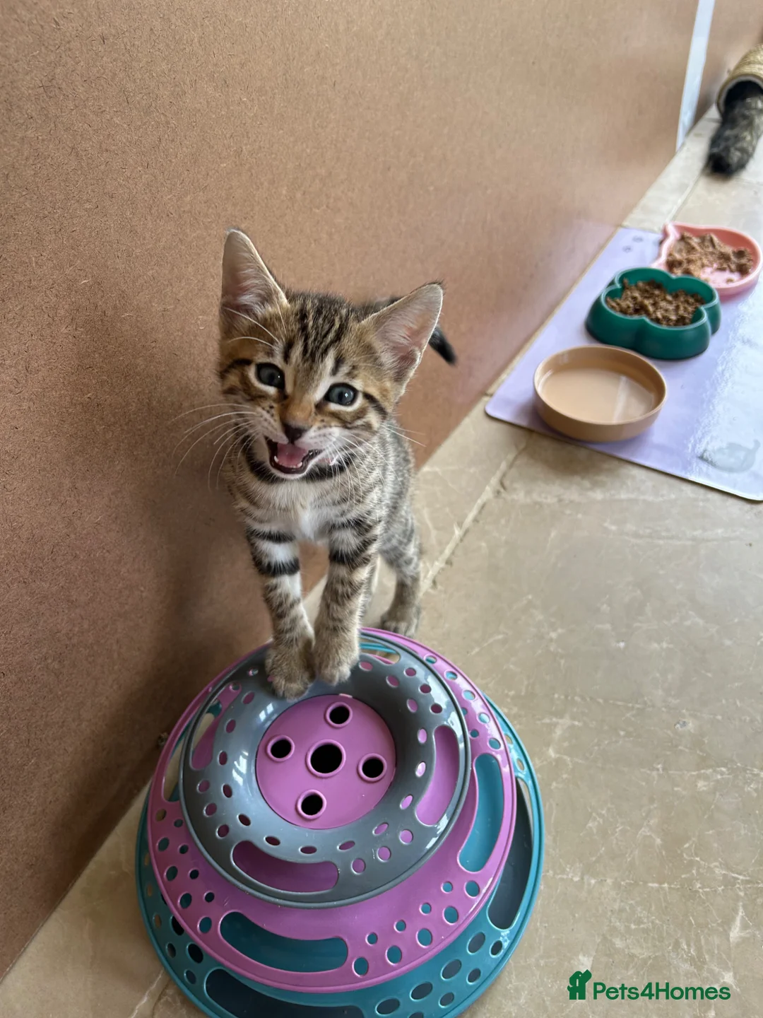 Bengal cats for sale: Playful, loving and exceptional pedigree kittens in Chipping Norton - Advert 10