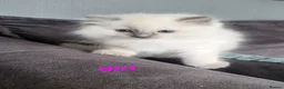 Ragdoll cats for sale: Adorable playful kittens for sale - Advert 25