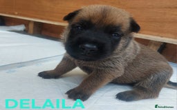 Belgian Shepherd Dog dogs for sale: PuppiesDWKC registered Working Line,Tested Parents - Image 7