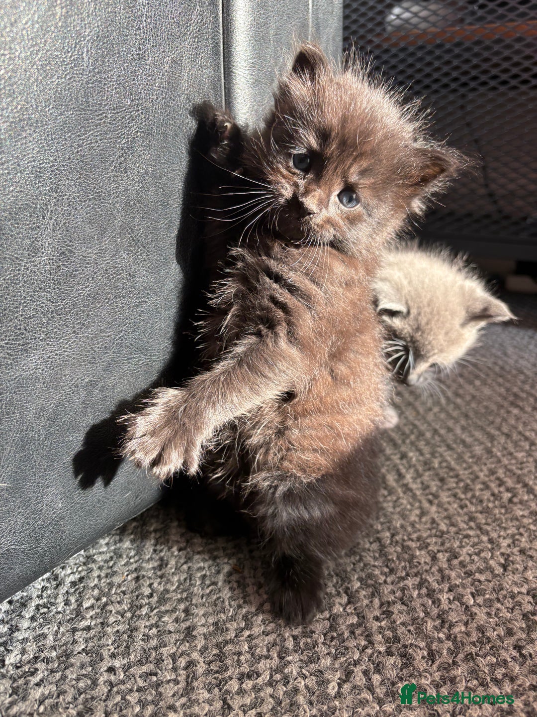 Domestic Shorthair cats for sale: Kittens looking for forever home - Image 4