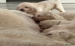 Golden Retriever dogs for sale: Golden Retriever Puppies 4 boys & 3 girls  - Image 1