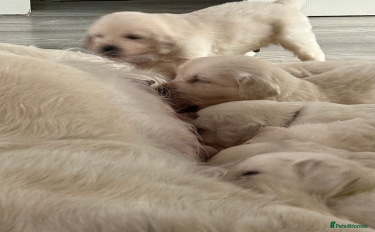 Golden Retriever dogs - Advert 1