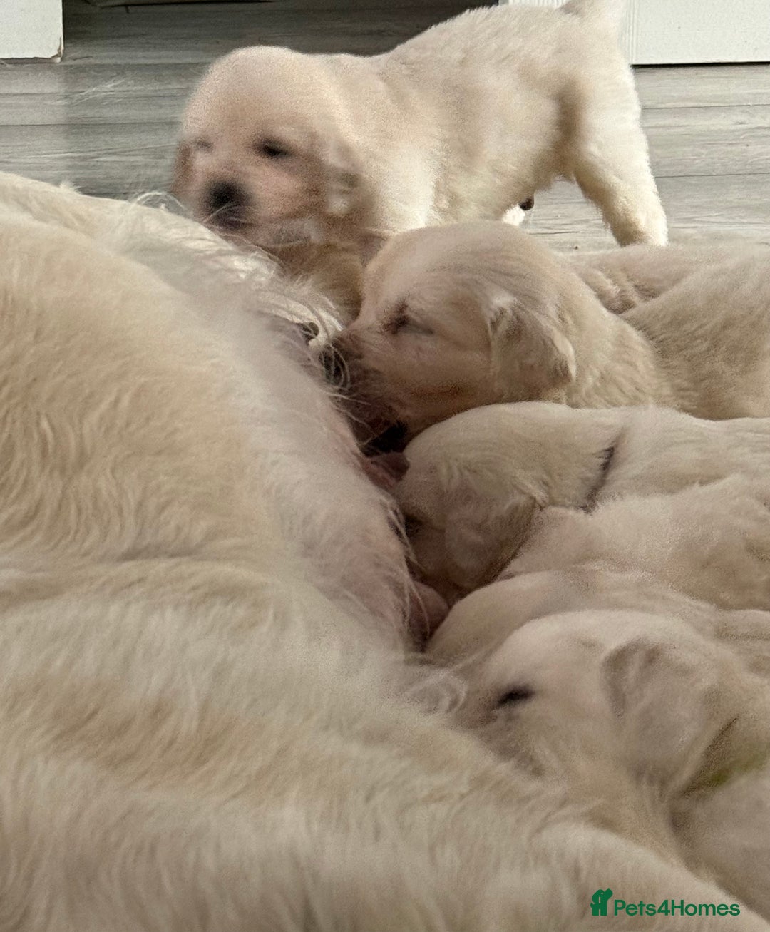 Golden Retriever dogs for sale: Golden Retriever Puppies 4 boys & 3 girls  - Image 1