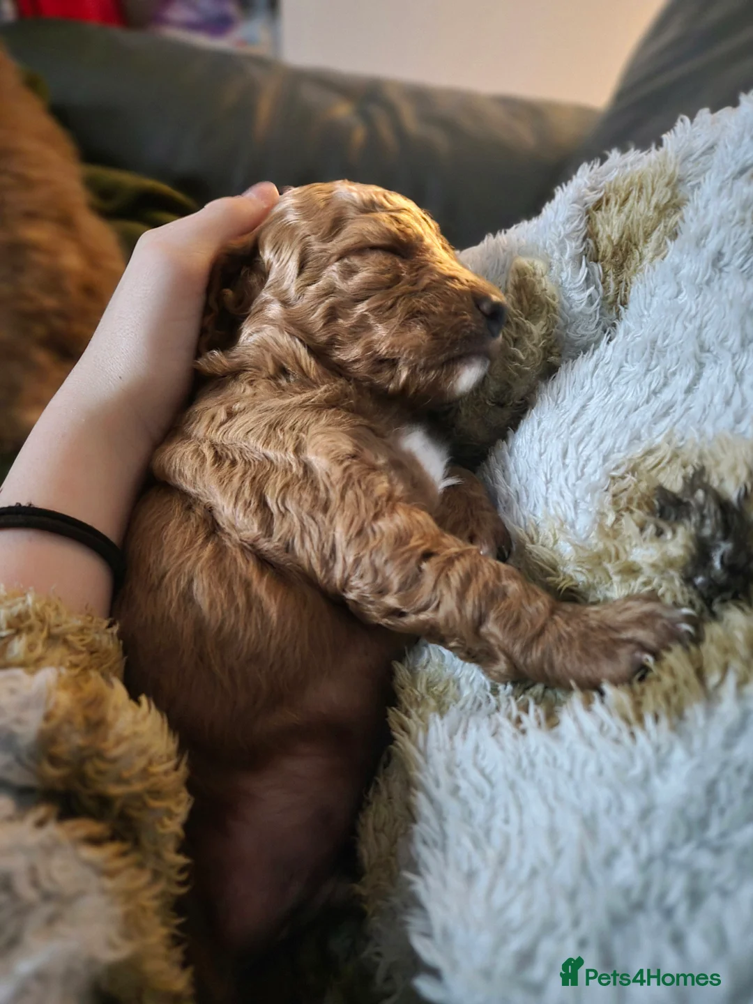 Cockapoo dogs for sale: Rebecca sheldrick  - Advert 4