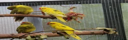 Parrots birds for sale: 5x kakarikis chicks ready now - Advert 2