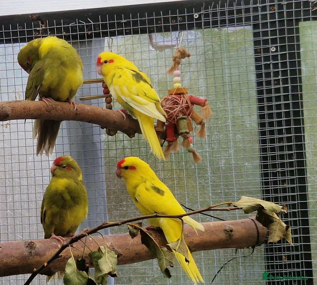Parrots birds for sale: 5x kakarikis chicks ready now - Advert 2