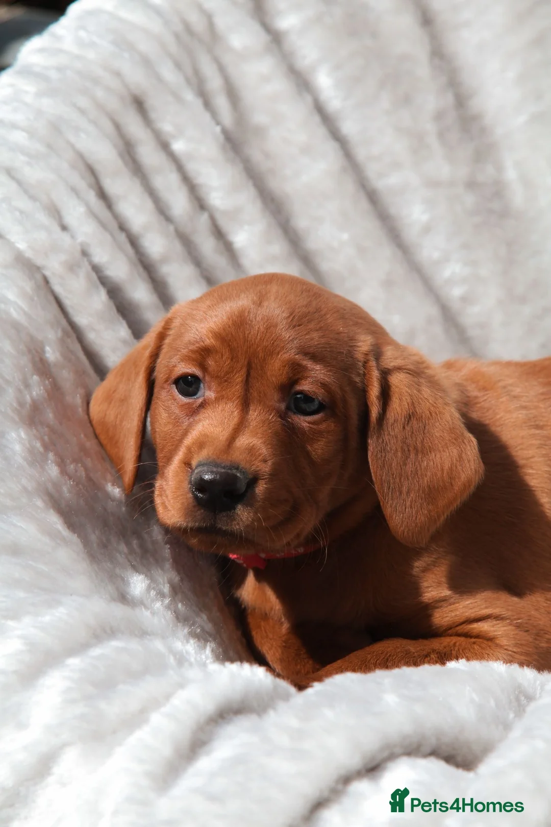 Labrador Retriever dogs for stud: AGLABS ICON - HEALTH TESTED DARKEST FOX RED in Grantham - Advert 37