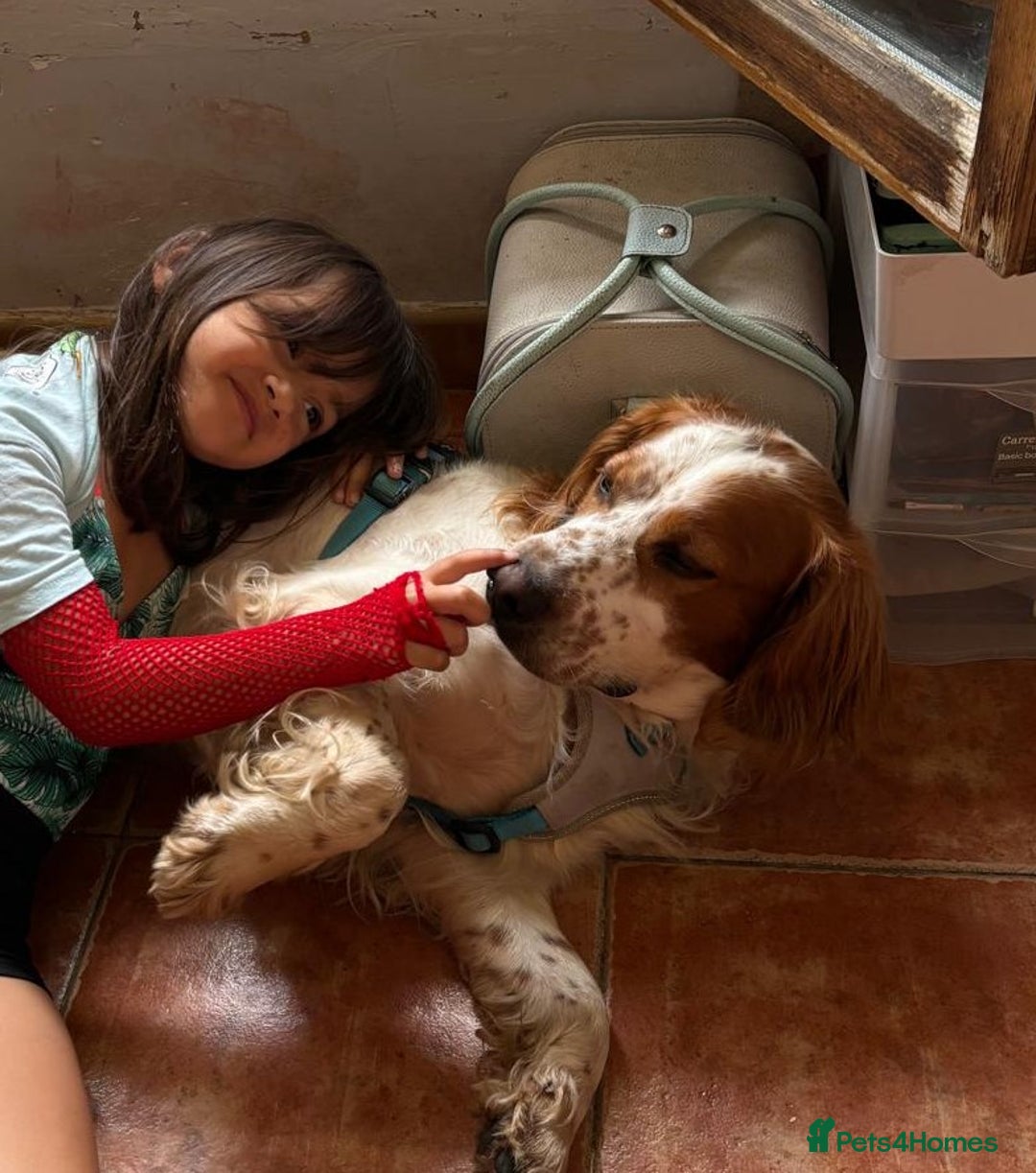 Brittany Spaniel dogs for adoption: Ronnie, 3-year old Brittany male - Advert 3