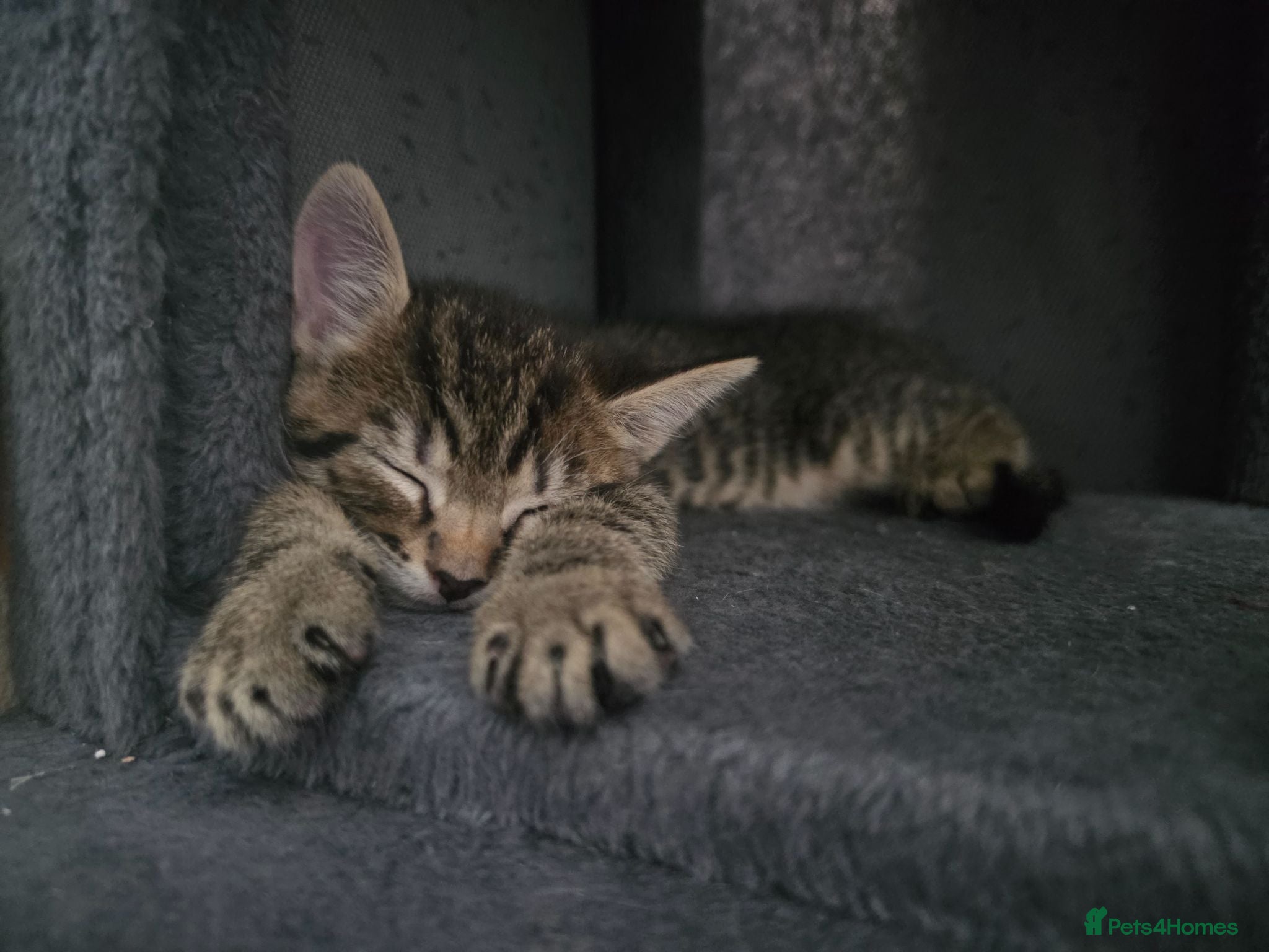 Mixed Breed cats 3 stunning boy kittens  - Advert 1