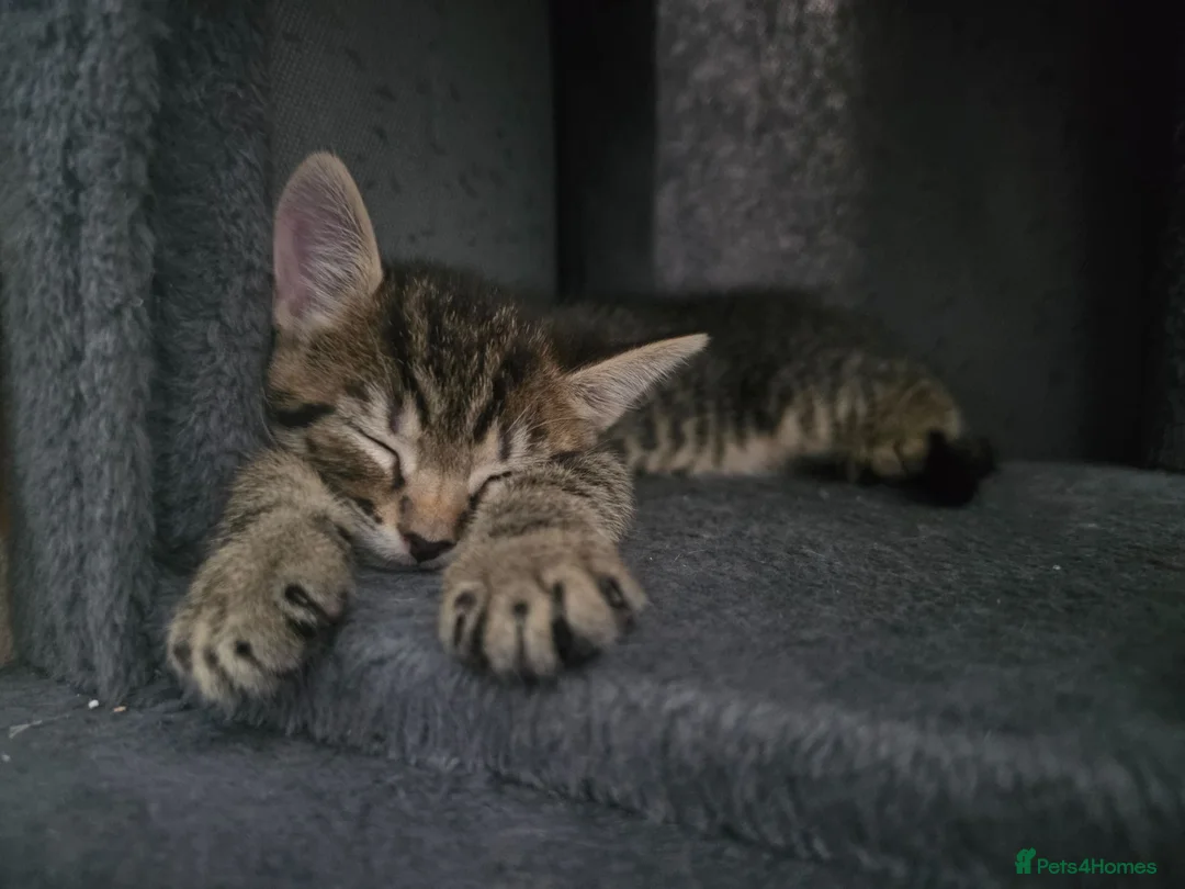 Mixed Breed cats for sale: 3 stunning boy kittens  - Advert 1