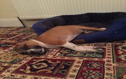 Staffordshire Bull Terrier dogs for stud: Proven Staffordshire Bull Terrier for Stud  - Image 9