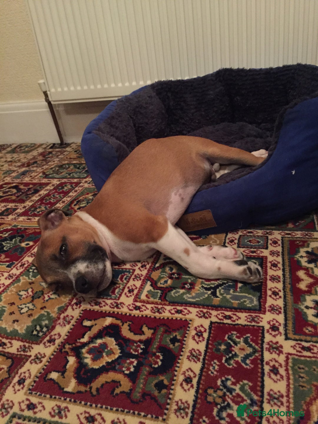 Staffordshire Bull Terrier dogs for stud: Proven Staffordshire Bull Terrier for Stud  - Image 9