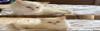 Ragdoll Kitten male