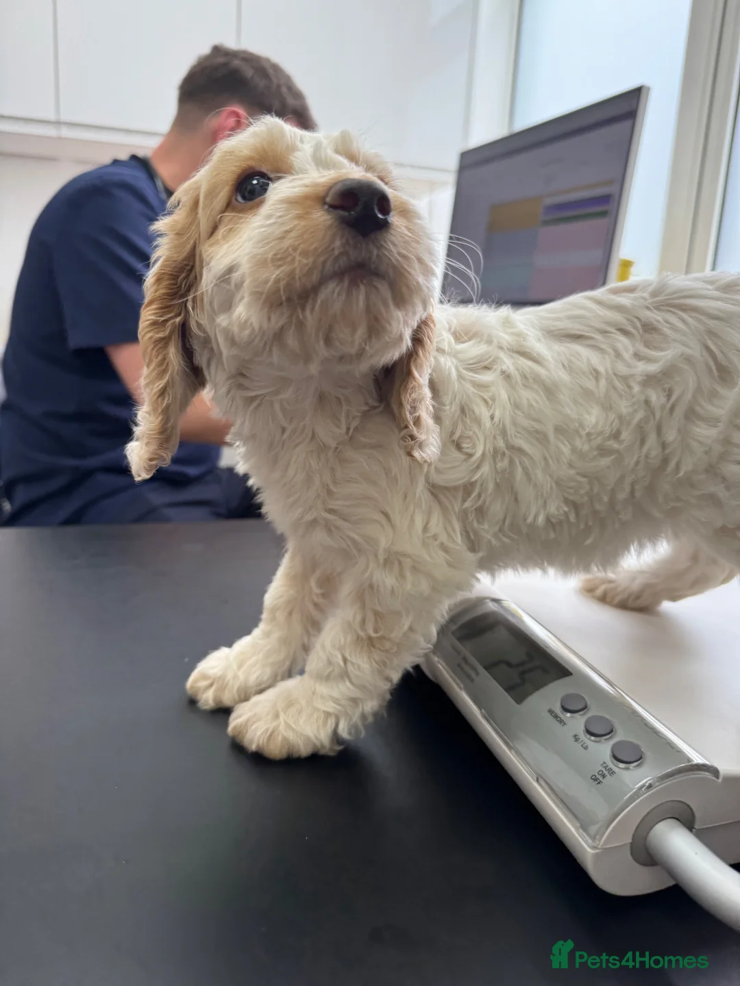 Cockapoo dogs for stud: Proven Health-Tested Cockapoo Stud – Dougie in Southampton - Advert 7