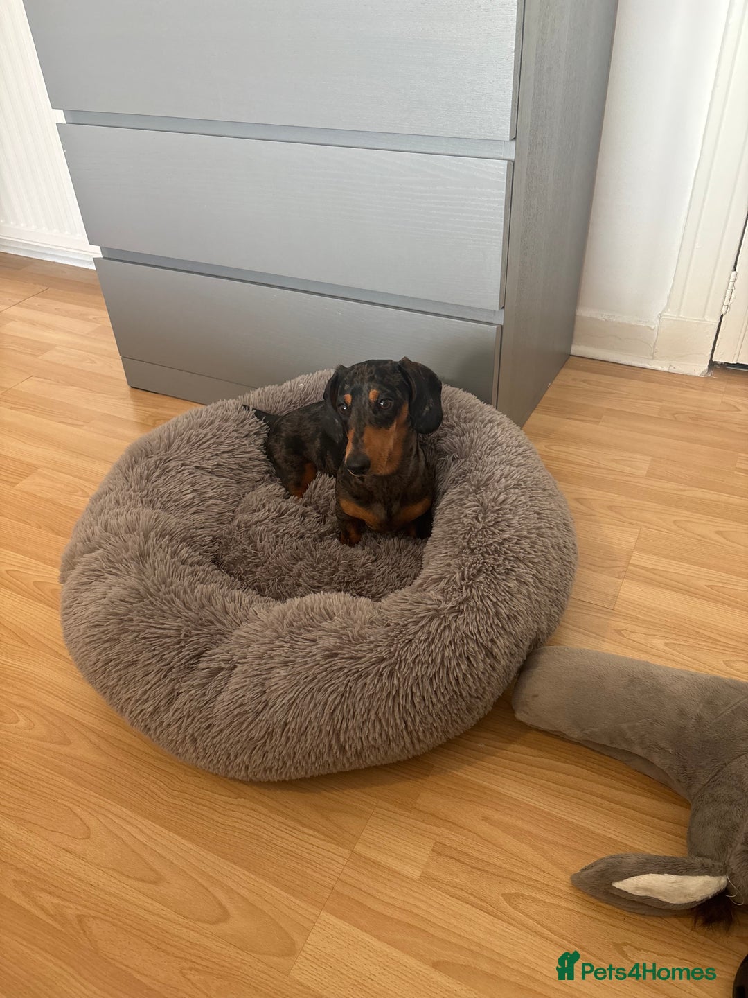 Miniature Dachshund dogs for stud: Miniature dapple boy dachshund  - Image 4
