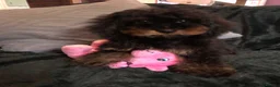 Cockapoo dogs for sale: cockapoo puppies for sale  - Advert 11