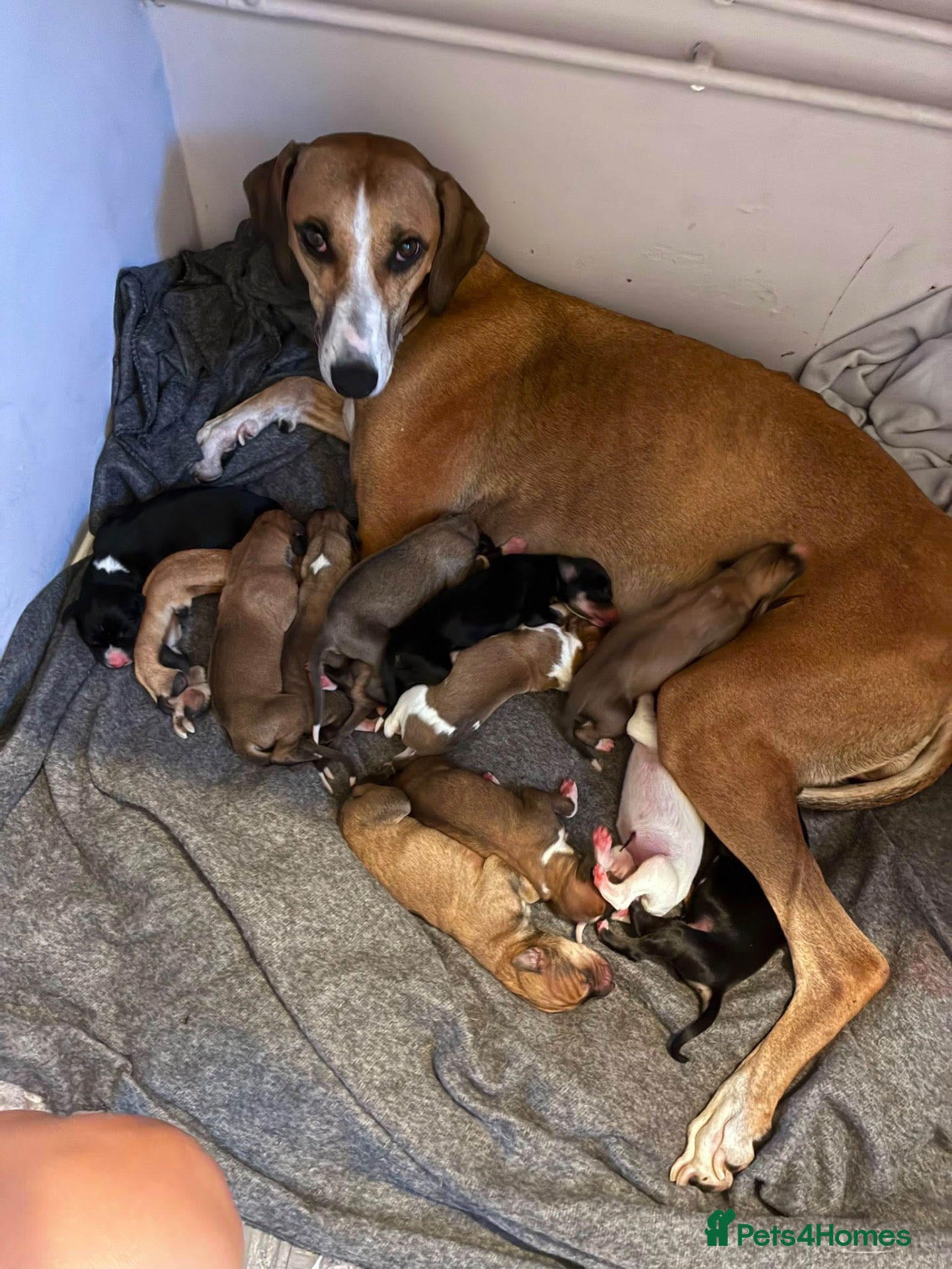 Mixed Breed dogs Lurcher x saluki puppies - Advert 1